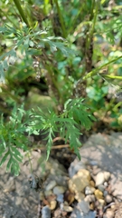 Ambrosia artemisiifolia