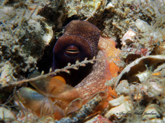 Octopus americanus