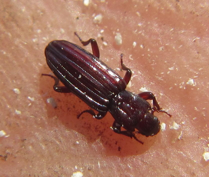 Pseudobothrideres