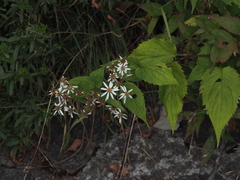 Eurybia chlorolepis