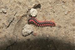 Orthomorpha