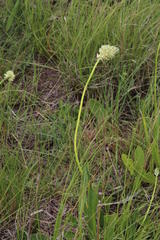 Albuca virens virens
