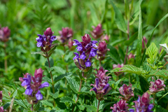 Scutellaria altaica