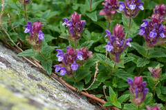 Scutellaria altaica