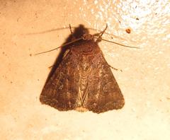 Condica capensis