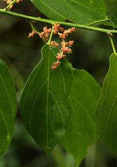 Scepocarpus trinervis