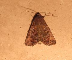 Condica capensis