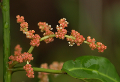 Scepocarpus trinervis