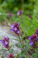 Scutellaria altaica
