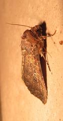 Condica capensis