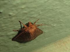 Condica capensis