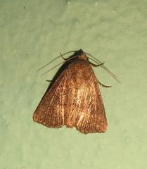 Condica capensis