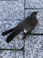 Turdus migratorius