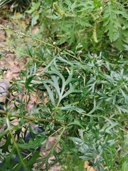 Artemisia vulgaris