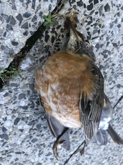 Turdus migratorius