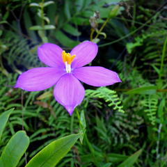 Chironia melampyrifolia