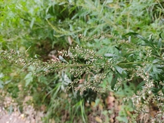 Artemisia vulgaris