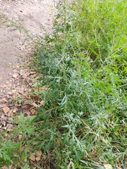 Artemisia vulgaris