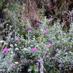 Chironia melampyrifolia