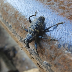 Pimelocerus orientalis