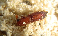 Platypodinae