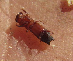 Platypodinae