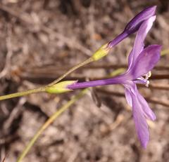 Thereianthus juncifolius