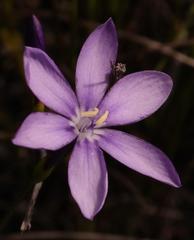 Thereianthus juncifolius