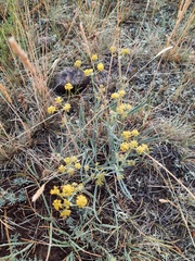Bupleurum bicaule