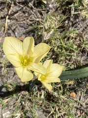 Moraea collina