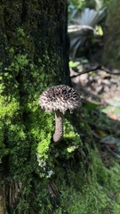Strobilomyces strobilaceus image