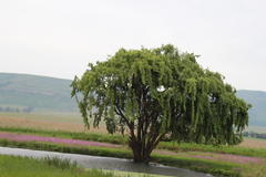 Salix babylonica babylonica