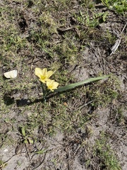 Moraea collina