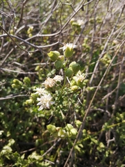 Moscharia pinnatifida