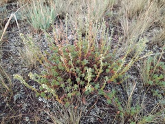 Artemisia obtusiloba