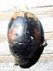 Sphaeridium scarabaeoides
