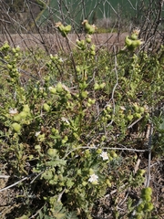 Moscharia pinnatifida