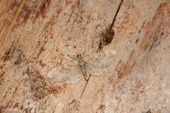 Eupithecia pyreneata