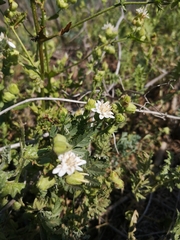Moscharia pinnatifida