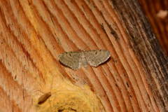 Eupithecia satyrata