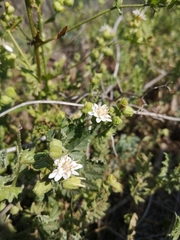 Moscharia pinnatifida