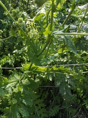 Moscharia pinnatifida