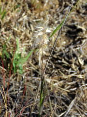 Melica racemosa