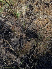 Melica racemosa