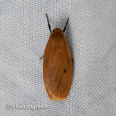 Paralithosia shaowuica