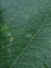 Aristotelia chilensis