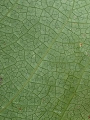 Aristotelia chilensis