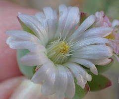 Delosperma patersoniae