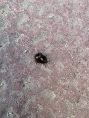 Chrysolina bankii
