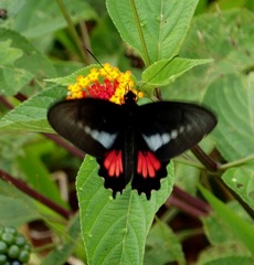 Parides lysander